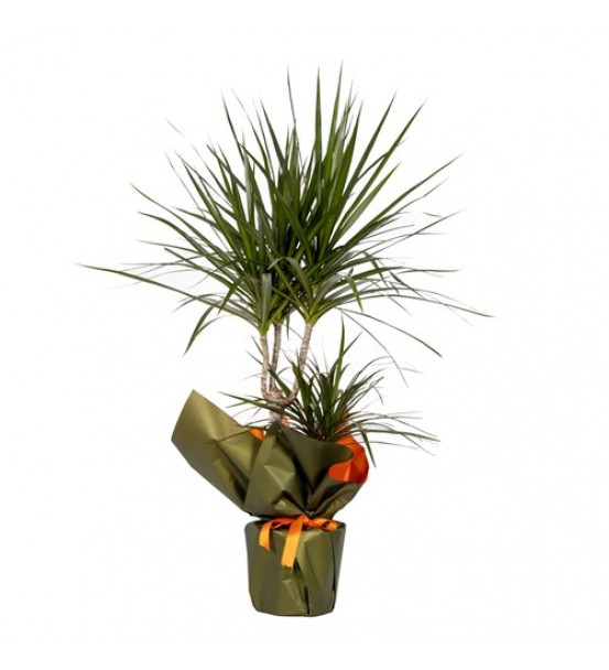2'li Marginata (Dracaena Marginata)